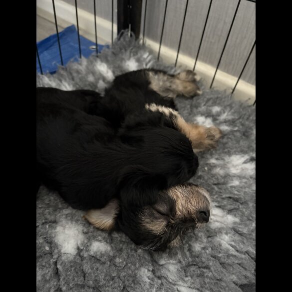 Morkie - Both