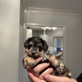 Morkie - Both