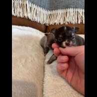 Chihuahua - Bitches