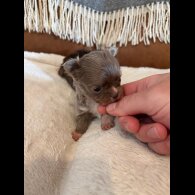 Chihuahua - Bitches