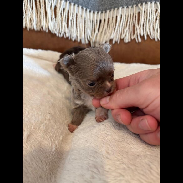 Chihuahua - Bitches