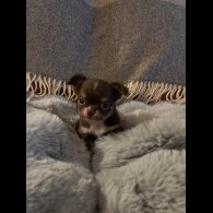 Chihuahua - Bitches