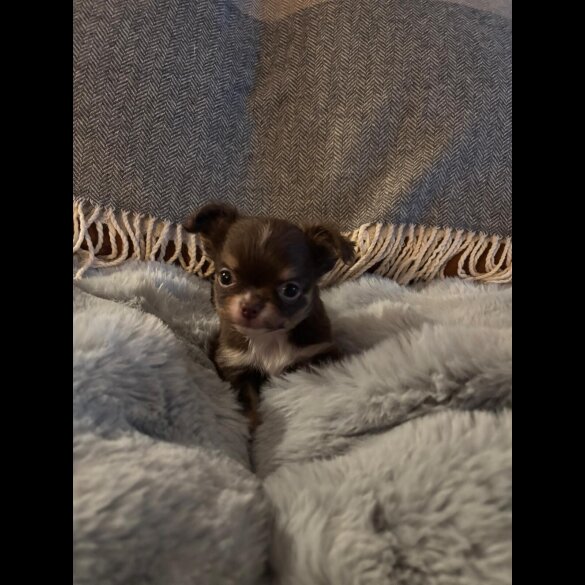 Chihuahua - Bitches