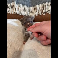 Chihuahua - Bitches