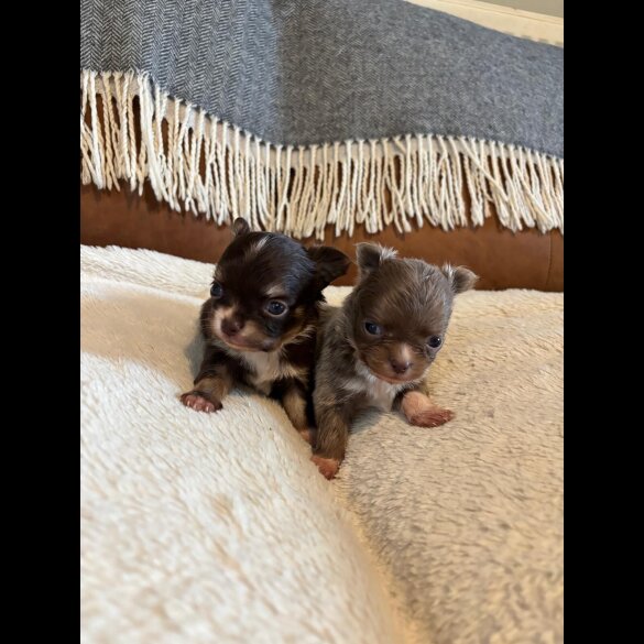 Chihuahua - Bitches