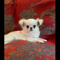 Chihuahua - Bitches