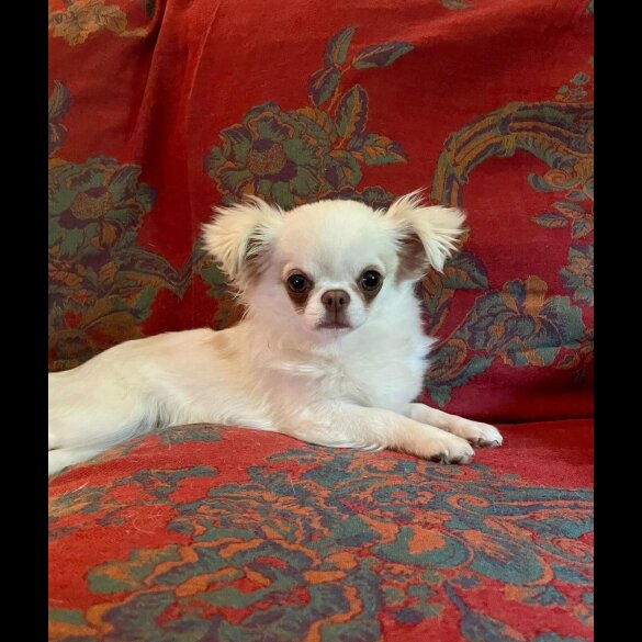 Chihuahua - Bitches