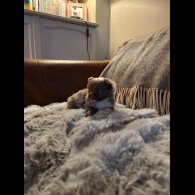 Chihuahua - Bitches
