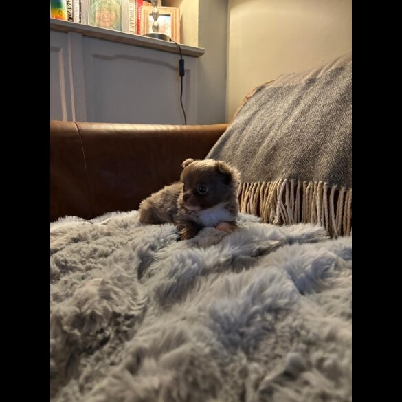 Chihuahua - Bitches