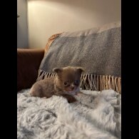 Chihuahua - Bitches