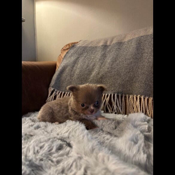 Chihuahua - Bitches