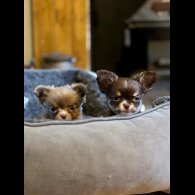 Chihuahua - Bitches