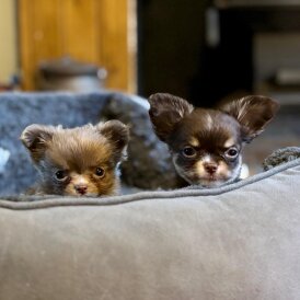 Chihuahua - Bitches