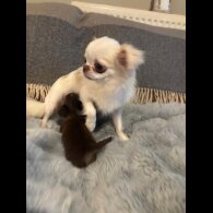 Chihuahua - Bitches