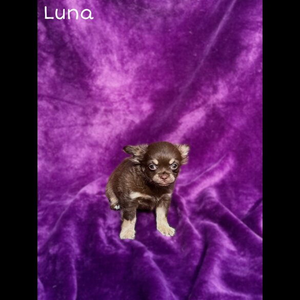 Chihuahua - Both
