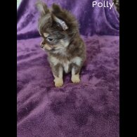 Chihuahua - Both
