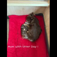 Chihuahua - Both