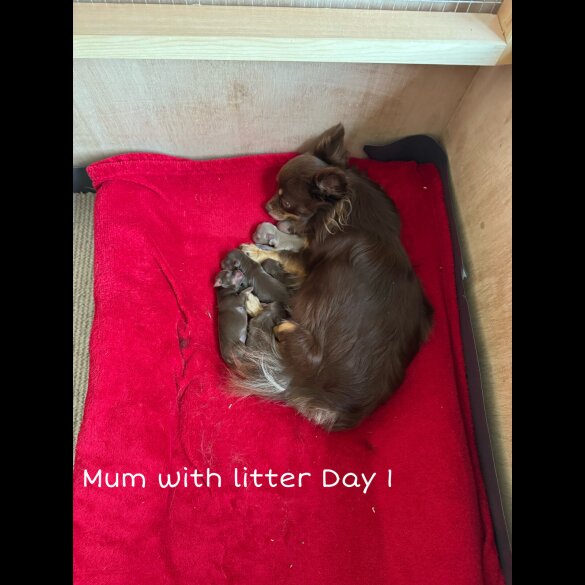 Chihuahua - Both