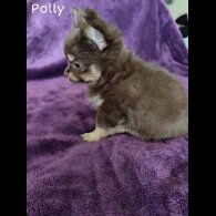 Chihuahua - Both