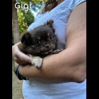 Chihuahua - Both