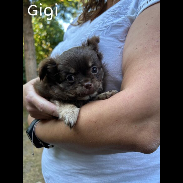 Chihuahua - Both