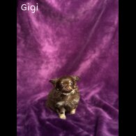 Chihuahua - Both