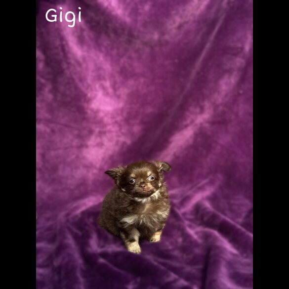 Chihuahua - Both