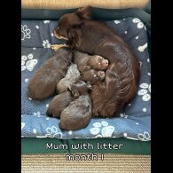 Chihuahua - Both