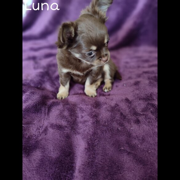 Chihuahua - Both
