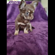 Chihuahua - Both
