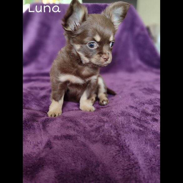 Chihuahua - Both