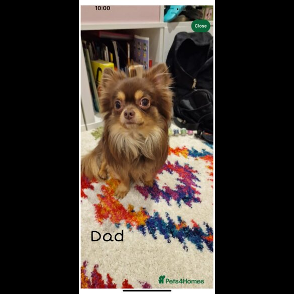 Chihuahua - Both