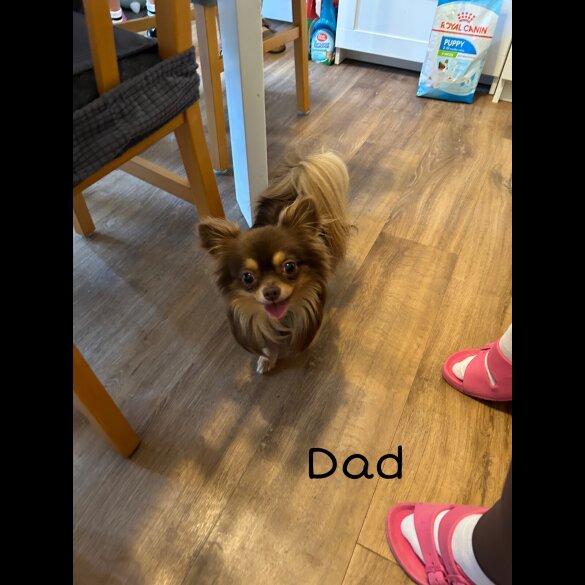 Chihuahua - Both