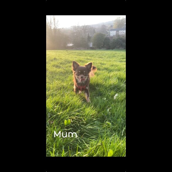 Chihuahua - Both