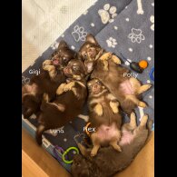 Chihuahua - Both
