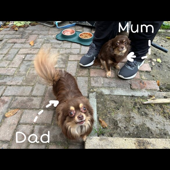Chihuahua - Both