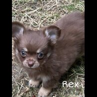 Chihuahua - Both