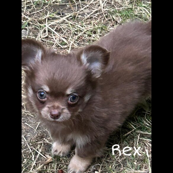 Chihuahua - Both
