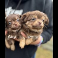 Chihuahua - Both