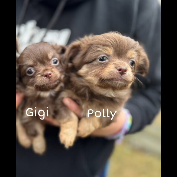 Chihuahua - Both