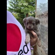 Chihuahua - Both
