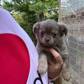 Chihuahua - Both
