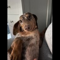 Dachshund (Standard &amp; Miniature)