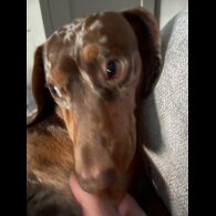 Dachshund (Standard &amp; Miniature)
