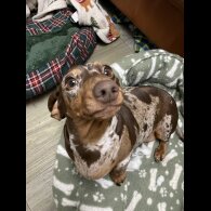 Dachshund (Standard &amp; Miniature)