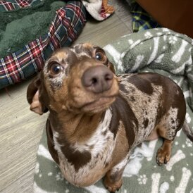 Dachshund (Standard &amp; Miniature)
