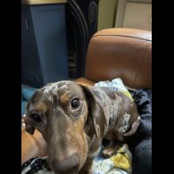 Dachshund (Standard &amp; Miniature)