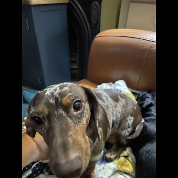 Dachshund (Standard &amp; Miniature)