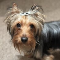 Australian Silky Terrier - Dogs