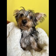 Australian Silky Terrier - Dogs